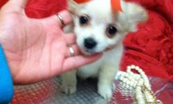 the sweetest tiniest t-cup Pomeranian female puppy! she is a beautiful white/light beige color with big black eyes and a cute short snout! she is only 9wks w her 1st vacc & worming. she is aslo being potty trained* come see her today --&nbsp;