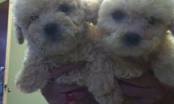SUPER CUTE LITTLE TINY TOY POODLE PUPPIES! ONLY 2.5MOS OLD WILL BE 3LBS MAX! BEAUTIFULL COLORS MALES AND FEMALES A MUST SEE! THEY HAVE HAD THEIR 1ST SET OF VACCINATIONS AND WILL COME WITH RECORD*&nbsp;CALL&nbsp;OR TXT&nbsp;--&nbsp;WENDY