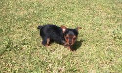 Tiny Teacup/Toy Chorkie Puppy. Male, 9 weeks old.&nbsp;&nbsp; Should be about 3-5 lbs full grown.&nbsp; 3/4 Yorkie - 1/4 Chihuahua. Spoiled from the day he was born.&nbsp; Personality is outgoing and playful, snugly and loving. He comes with his Puppy