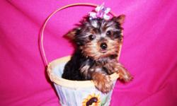 Beautiful Tiny Teacup Yorkshire Terrier Puppy.&nbsp; She should be about 3-4 lbs as an adult. Raised and socialized in my living room. She comes with her tail docked , Puppy Vaccinations, Health Records, a small bag of dog food, vitamins and Health