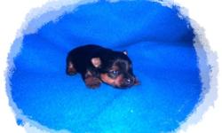 Teacup Yorkshire Terrier Puppies, 2 Boys, $850 each.&nbsp;&nbsp; A $200 deposit will hold one until he is ready to go August 28th. with the balance due at pick up. These should be about 3-4 lbs full grown.&nbsp; Black & Gold.&nbsp; Raised and socialized