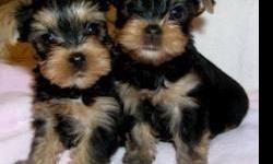 Cute and lovely Yorkie female and Male, These&nbsp; little guys will make an awesome stud, or perfect pocket pets, they are&nbsp; beautiful, and has the sweetest personality, they are purebred and vet checked, all puppies shots given including bordatella,