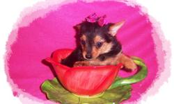 Teacup Yorkie Pom Puppy , Porkie.&nbsp;&nbsp; Black & Gold female.&nbsp; Should be about 4 lbs full grown.&nbsp;&nbsp;&nbsp; Personality is outgoing and playful, snugly and loving. She comes with her first Puppy Vaccination,&nbsp; Health Records, small
