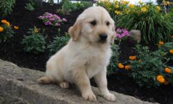 Hello there! I am Teddy, the fun-loving male Golden Retriever! I will come with my shots and worming to date . Mom weighs 45lbs and my dad weighs 55lbs.&nbsp;&nbsp;I was born on April 28, 2016. &nbsp;Do you have a home where I can play, sleep and be with