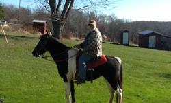 FOR SALE TENNESSEE WALK BLACK AND WHITE. RIDES TRAILS &nbsp;HE IS 10 YEARS OLD HE IS A &nbsp;GAILED HORSE
WELL BEHAVED GIVE A LITTLE TROUBLE TO GET ON AT TIME BUT OTHER THAN THAT HE IS GOOD .