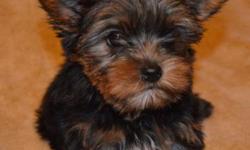 Three love and amazing Teacup Yorkie Puppies Ready for thier new homes.We still do have a male and two females left. they are potty trained and home raised with lots of love. They love playing around with kids and other home trained pets as well. pls