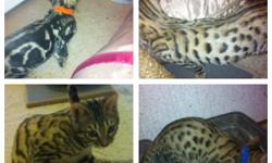 4 beautiful male bengals. 3 brown spotted and one brown marble. All shots including rabies, neutered, and treated with revolution. Awesome personalities! Texts are welcome also. Please leave me a message.