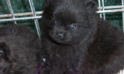 Here is Ramie, the only one left! 8 wks old. De-worming has already begun, Vet wellness check, shots are done. They have started potty training on paper and doing rather well to my suprise. One black male, according to size chart will be 3 lbs. He is the