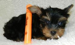 Adorable AKC yorkie girls. Will be ready mid November. Baby doll faces and sweet personalities. Expected to be around three pounds full grown. Dad is 3 lbs and mom is 4.5 lbs full grown. Family raised. They enjoy going outside and using a potty pad. They