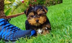 Tiny AKC Yorkie puppy ready for her forever home. Estimated adult size is under 4 lbs. please contact for details via text (404) 448-2645 thanks.