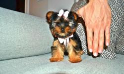 We have a beautiful litter of Yorkies ready to go soon. Yorkies are non shedding and hypoallergenic with soft silky coats. They are very smart, easy to train indoors on pee pads, affectionate, love being around their owners, great companion breed.