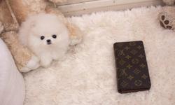 True to type Tiny Micro Teacup Pomeranian puppies ready now, 8 weeks old. 4 puppies available, one light cream boy (pictured) one Cream Sable Boy and 2 Cream Sable Girls. Mummy and Daddy are both true teacups Sire is pure White and Dam is orange with