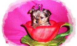 Beautiful Tiny Yorkshire Terrier Puppy.&nbsp; She should be about 5 lbs as an adult. Raised and socialized in my living room. She comes with her tail docked , Puppy Vaccinations, Health Records, a small bag of dog food, vitamins, Registration Papers and