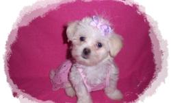 Tiny White MalShi Puppy.&nbsp; Maltese / Shih Tzu.&nbsp; 1 Girl $250 Ready now. Malshi's are hypoallergenic, smart, super loving and small enough to take anywhere, plus they don't shed.&nbsp; They make great family dogs as well.&nbsp; Spoiled and handled