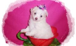 Beautiful MaltiPom Puppies. Cute and cuddly with a super fluffy coat, and a loving , playful personality.&nbsp; You are sure to fall in love. The Maltipom is a loving, loyal, intelligent and playful dog. Mom is a purebred&nbsp; Pomeranian, 6 lbs, and Dad