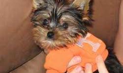 I have 2 precious Yorkie babies. 1 female and 1 male . I am not a breeder &nbsp;these are my personal pets. They are showed a lot a love and attention on a daily basis. Text or Call my cell# is (260) 407-4090