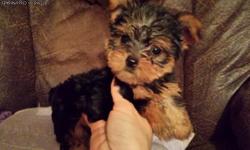 Female Yorkie puppies. Charting to be about 4 pounds. 9 weeks old. Ready to go to their new home. Raised in home and pre-spoiled. &nbsp;Shots and wormed. They are doing really well on their crate and potty pad training! The last 2 pics are of the mom. CKC