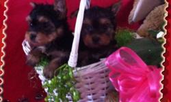 I have two tiny little yorkie&nbsp;&nbsp;puppys&nbsp; for sale they are ckc reg. mom and dad on sight &nbsp;will weigh 3 to 4 pounds fully grown tails have been docked&nbsp; dew claws removed as well come wih first shots&nbsp; deworming up to date and