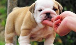 Top AKC English Bulldog Puppies. Text (586) 315-3974 All pups are up-to-date on all age appropriate shots and worming and come with a 1 year Health Guarantee. Our Bulldog puppies are very well loved and socialized, with outstanding temperaments and