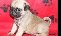 Top quality Male and Female Pug puppies(100% Purebred). Nice and Healthy! Vet checked, current on shots/wormings and micro chipped. Wonderful disposition and outstanding pedigree. You are more than welcome to come see and pickup anytime!