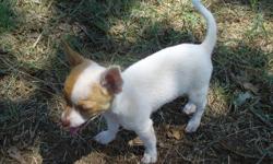 Toy Chihuahua CKC Small Female Puppy. White/Cream, curly tail. $300.00 Cash Please. Adult weight charting at 4 to 4 & 1/4 lbs. Wormed weekly. Shots started soon. Almost 8 weeks old. Parents are here for you to see. If interested please call/text