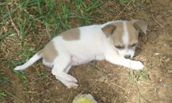 Toy Chihuahua CKC Puppy, Female: $275.00. Adult weight charting around 5 lbs. First Parvo + shot & wormed weekly. Please call or text between 8 a.m. & 6 p.m. 254-979-2167. E-mail for more pictures. Location: Comanche, TX. Thanks & God Bless