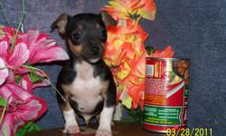 Small and cute little male puppy. Parents weigh 8#. Great with small children. Shots are up to date and each puppy comes with a one year health guarrantee. Pick-up at our home or we can arrange delivery. Call us today!