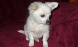 Toy Long Coat Male Chihuahua Puppy CKC Price: $250.00. Cash Please. About 3 mo. old. First Shot. Adult weight charting at 4 & Â½ to 4 & 3/4. Lbs. Parents on premises. He is white now, but his mom is white with black & I believe that some black will show up