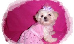 Tiny White MalShi Puppy.&nbsp; Maltese / Shih Tzu.&nbsp; 1 Girl $400 Ready now. Malshi's are hypoallergenic, smart, super loving and small enough to take anywhere, plus they don't shed.&nbsp; They make great family dogs as well.&nbsp; She comes with Puppy