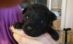 Born 10/16/12
*** Pre Spoiled ***
All balck, doesn't seem to be a speck of white on him.
His mother is a Phantom Poodle and daddy is Black.
He has been vet checked and had&nbsp;first shot and wormed
He is raised in my living room and use to other animals,