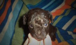 Toy Poodle puppies will be ready to go home at the end of November and Christmas, will hold until Christmas with deposit, ckc reg, first shots, tails docked, males and females available, $400ea, 205-903-4607