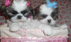 Cutest shihtzu puppies male/female,8wks, vet Checked, shots and worming UTD, LapBabys,Nonshed hypo allergenic,Puppy comes with starter Bag, shot records, health certificate and Health guarantee, No emails,Ready to go now, asking $800boy$900, please Call