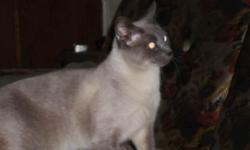 I have two lovely adult female Siamese Cats available. Both have had one litter each. One is a blue point, 3 years old. The other is a seal point, 3 years old. These girls are NOT SPAYED! Both litter trained, friendly house cats. $50 for the seal point