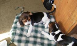 Two Female Beagle Puppies 8 1/2 weeks old. $ 125.00 for both and includes puppy pen (paid $ 80.00 @ petsmart), toys and food, plus they have had first Vet visit and shots and will turn over paperwork with purchase. They must go together to GOOD HOME