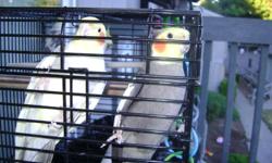 I have two pairs of cockatiels for $75 each.Cages available for them.