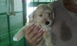 Two Yorkie Maltese Shih Tzu mixed with Health Certificate Both are males 10 weeks old Call Pam At 863 -299 - 0953
&nbsp;