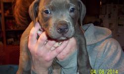 Beautiful family raised blue nose pitbull puppes, parents are georgeous. Mothers father is a champion sire, 3 left, come with parents paperwork, vet check, shots and wormed, takin deposits. You will not find this line of puppy in rochester, Alabama lines