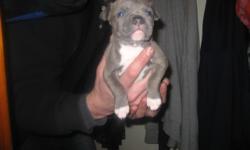 Full breed ukc certified parents..BLUE pitbull puppies. 7 girls 3 boys we are relocating and need to find homes quickly!