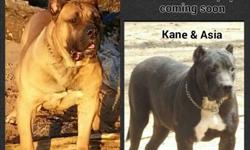 WE HAVE 4 FEMALES AND 1 MALE AVAILABLE. KANE IS 165 LBS AND SOLID AND HAS NOTHING BUT BIG BACKGROUND BEHIND HIM. ASIA IS 125 LBS AND IS LIKE A TANK. SHE HAS NOTHING BUT CHAMPION AND GRAND CHAMPION BLOODLINES BEHIND HER. THESE PUPS ARE GONNA BE LARGE AND