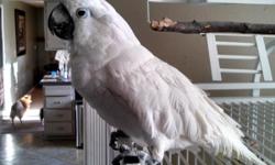 25 year old Cockatoo. Very sweet and cuddly. She comes with a huge cage and play stand. She needs a home where she will get more attention.