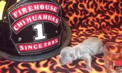 Unagi of Firehouse Chihuahuas is a gorgeous Platinum Blue male. As an adult he will weigh between 3-6lbs but be on the smaller end of the weight scale. He will have a petite frame like his father and cobby bodied like his mother. He is CKC registered and