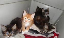 These kittens simply need&nbsp;a nice home and a loving family. They have been using a litter box, and are very adorable.&nbsp;We have to many animals and need&nbsp;these little guys taken off of our hands. &nbsp; Please call if you are