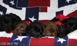 Just in time for the Holiday's. Born 10-8-10 they have had there dew claws removed, been wormed and have had first shots. (2 Choc.) 1-Male 1-Female (4 Black) 2-Male 2-Female. Asking $450.00 for Choc. and $400.00 for Black. A.K.C. Registered. 281-413-3855