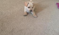 I have a male chihuaha im trying to rehome. He is 9 wks chihuaha mix (sm.breed) puppy pad trained super little, sweet, and full of personality... please serious inquiries only. Thankyou
