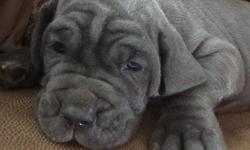 We have a litter of 10 blue AKC Neapolitan Mastiffs Puppies for sale. Only Females available. Born June 7, 2016. Beautiful Puppies with a very strong Champion bloodline!!!
Text me at (928) 275-1006) for more pics and details.
&nbsp;