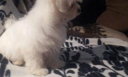 contact TEXT US AT (419) 776-5441&nbsp; I have some Akc Reg'ed Maltese Pups for new home These beautiful puppies will stay small! Very friendly and playful! AKC registered. Current shots and dewormed and vet checked. They will come with health charts.and