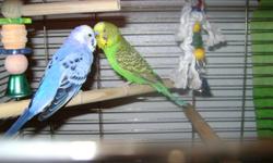 I have two pairs of parakeets,one pair of lutino cocatiels and one oplane peach face lovebird.they all come w/cages and toys.I want to trade them all for medium size any kind bird.Would be nice if it come w/cage.Or I can sell them all.One pair of