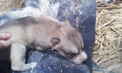 I have 2 litters of wolf hybrid puppies. The father is 96% Timberwolf and the mom is 98% Arctic Wolf. I have males and females. They will have the wormings done and first set of shots. The father and mother are both very gentle and loving. Reserve your