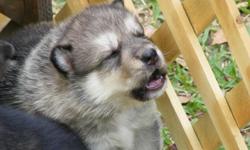 Wolf Puppies born on 03/02/2011 will be ready to go home on 04/27/2011 with first set of shots and wormed, these guys are amazing pets they are very loving and loyal.They are also very intelligent which makes them easy to train. You can visit our website