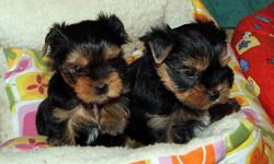We presently have just two Yorkie puppies presently A KC
registered we need only serious and willing families to contact please if interested then send us
a text(only) to our number directly() -